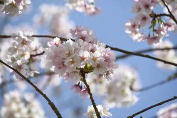 Pink and white blossom flower petals on a tree in abstract nature
