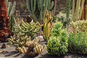 Cactus garden with plants in Guatiza, Lanzarote island, Canary Islands