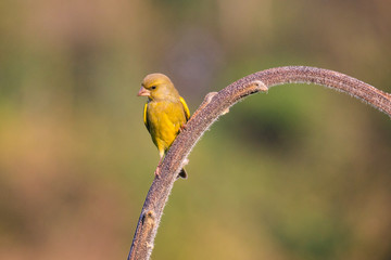 verdone posato su un ramo	