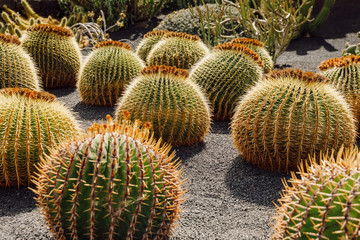 Cactus garden with plants in Guatiza, Lanzarote island, Canary Islands