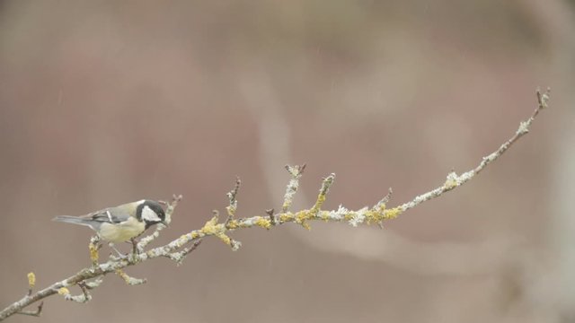 Great tit landing on a small branch in slow motion.