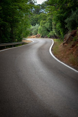 Vertical color image with a front view of a curved road in the forest with white lines