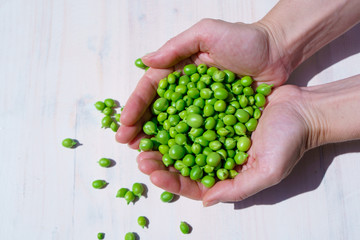 Naklejka na ściany i meble Woman's hands holding a handful of freshly picked peas outdoors in the rays of the sun