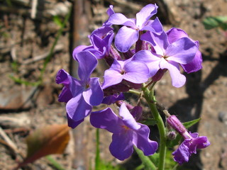 beautiful wildflower in the foreground macro shot