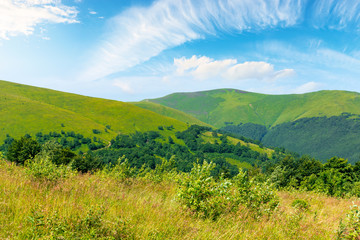 Fototapeta na wymiar alpine scenery of carpathian mountain ridge borzhava. stunning views on a windy summer day. clouds on the sky. popular travel destination of ukraine