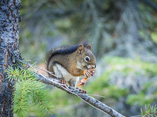 Naklejka na ściany i meble Squirrel in Glacier National Park, Rocky Mountains, Montana, USA