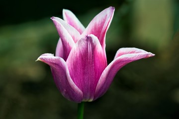 Pink tulip, flowering in April, 2020.