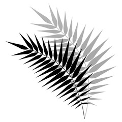 Palm leaf silhouette with shadow Isolated on white background. Element for design.