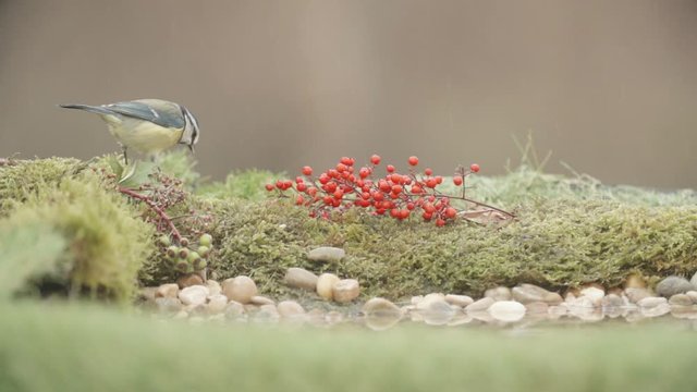 Blue tit eating a pipe in a colorful environment in slow motion