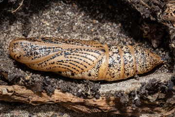 Hawk Moth Pupa detail in natural earth setting. Morphing from caterpillar to moth on or underground, Sphingidae life cycle. South Australia.