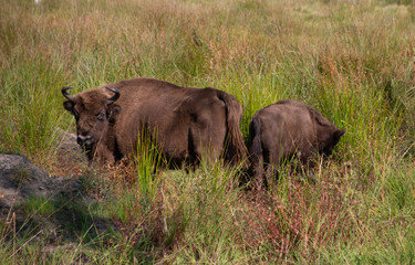 female animal with cub in the wild