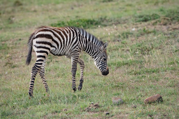 young Zebra foal walking in savannah