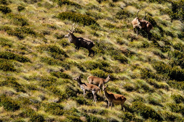 Cervi in Val Grande (BS)