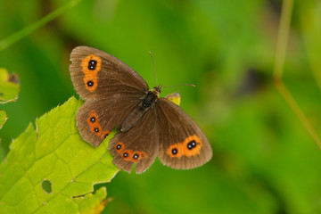 Rundaugen-Mohrenfalter (Erebia medusa)	
