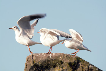 Drei Möwen auf dem Felsen