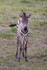 portrait of a very young fluffy zebra in the Masai Mara savannah