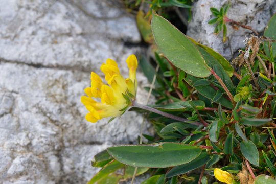 Gew&ouml;hnlicher Hornklee (Lotus corniculatus)	