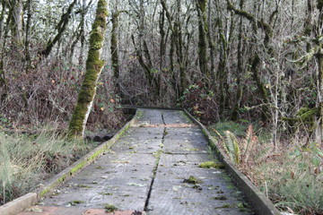 Wooden path lined with trees