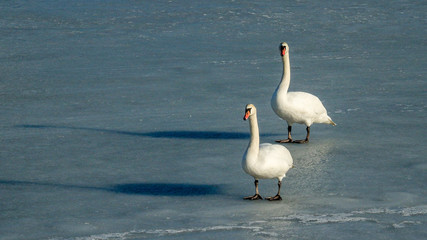 Para łabędzi na lodzie. Swan couple.