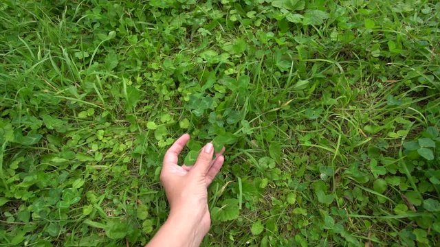 Closeup top view video of female hand touching fresh delicate green wild grass and different plants growing in meadow in countryside. Point of view shooting from first person.