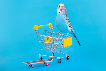 Wavy blue parrot sitting on mini shopping cart on color background