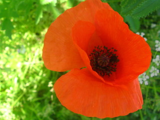 Fototapeta premium beautiful wildflower in the foreground macro shot