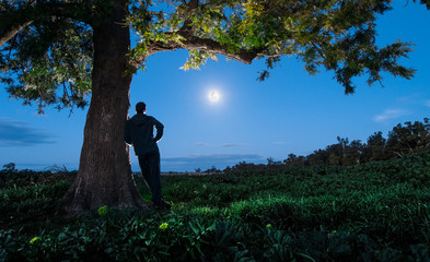 Fototapeta Nocny spacer na australijskiej wsi przy świetle księżyca obraz