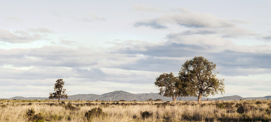 Australijski krajobraz © Hrr