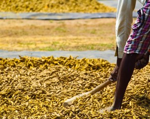 turmeric post harvest processing, drying of turmeric.