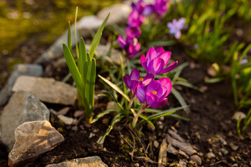 Bright pink spring crocus flowers in the garden
