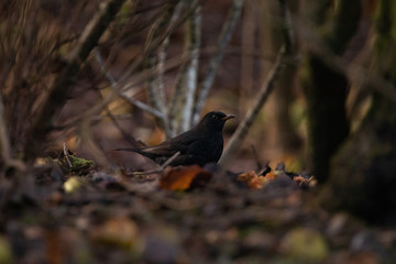 A picture of a black bird shot in between branches, dirt and apples