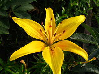 beautiful wildflower in the foreground macro shot