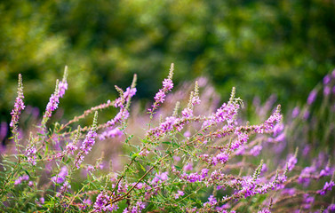 purple flowers in the field