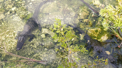 Florida Everglades Sumpfland Allligatoren Habitat