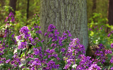 purple flowers in front of a tree