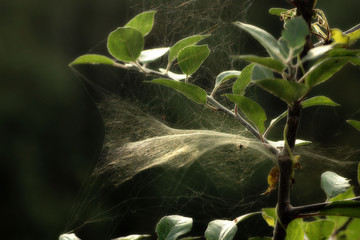 Spider patience in the web