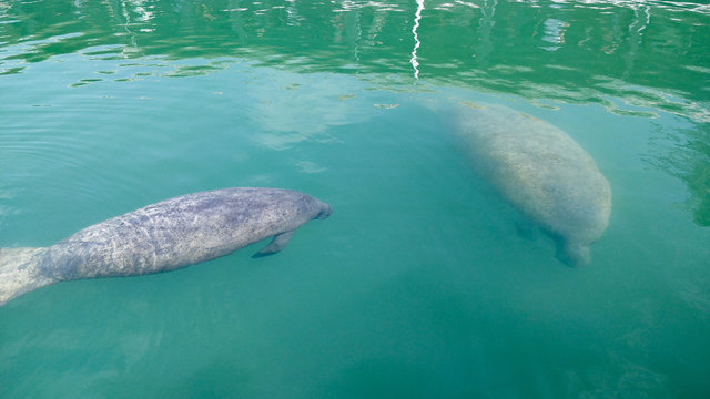 Manatees Seek&uuml;hle