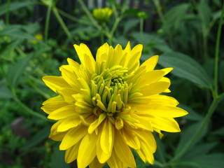 beautiful wildflower in the foreground macro shot
