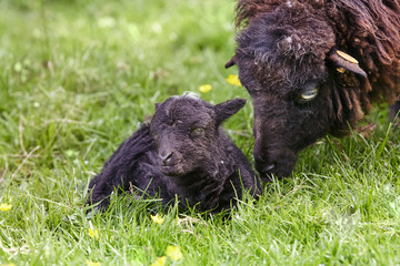 Newborn black male ouessant sheep with mother in the grass