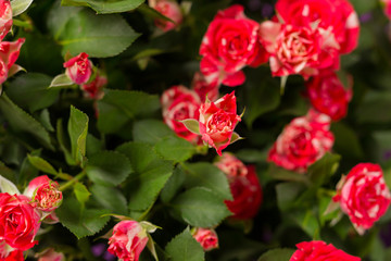 Close-up of The white and red spray roses background. Holiday greeting postcard background. Mother's Day. St. Valentine's Day concept. Space for text. 