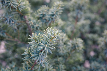 Dense yew leaves outdoors，Taxus cuspidata
