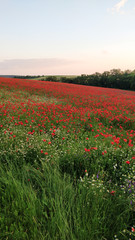 blühendes Mohnfeld im Sommer