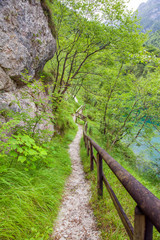 Forest's trail in national Park of the Belluno Dolomites, Italy