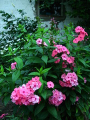 beautiful wildflower in the foreground macro shot