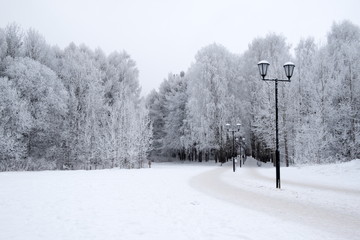 Winter forest in Russia