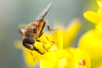 Pollen smeared bee on yellow flower
