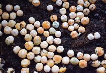 Sprouted pea seeds. Green young sprouts grow in spring from the soil at home, vegetarianism and healthy nutrition
