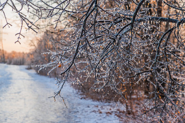Trees in the ice are like natural garlands.