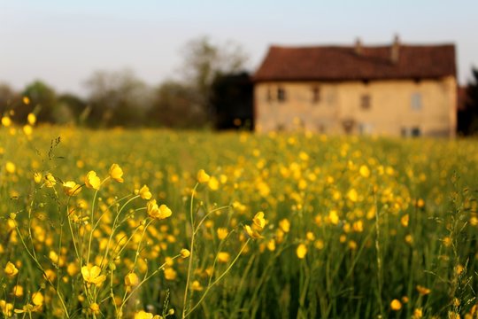 Un campo di fiori di fronte a una tipica cascina lombarda