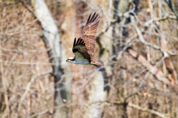 osprey in flight